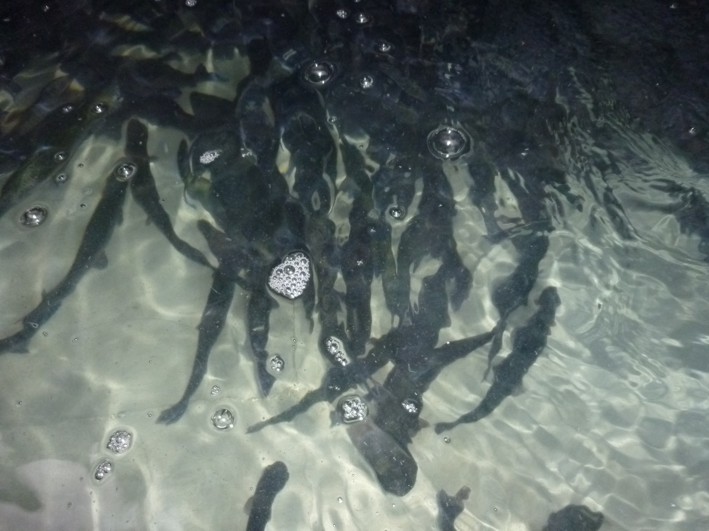 Lebende Forellen im H�lterbecken