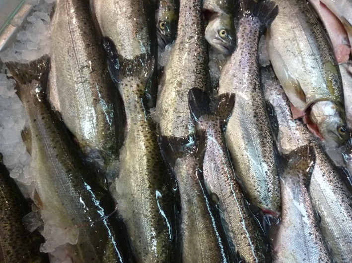 Frisch geschlachtete Forellen